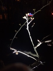 Prunus mume