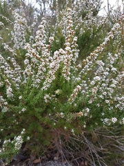Taxandria parviceps