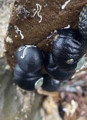 Nerita atramentosa