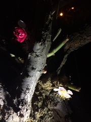 Prunus mume