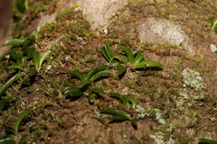 Bulbophyllum shepherdii
