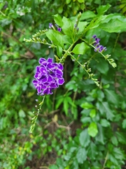 Duranta