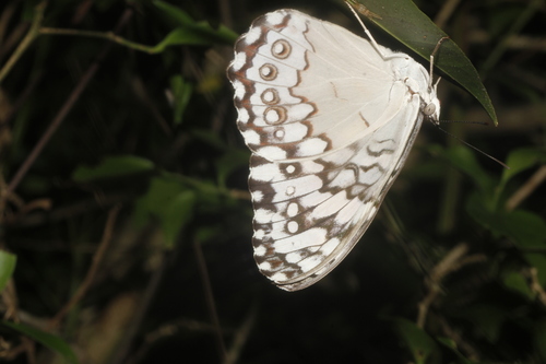 Glaucous Cracker