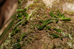 Bulbophyllum shepherdii