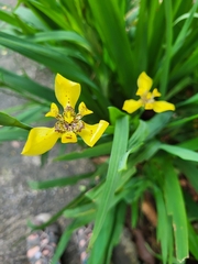 Trimezia steyermarkii