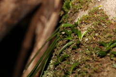 Bulbophyllum shepherdii