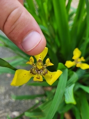 Trimezia steyermarkii