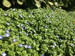 Veronica persica