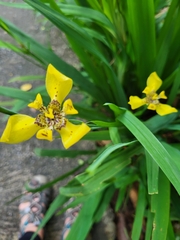 Trimezia steyermarkii