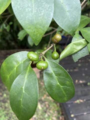 Cyclophyllum coprosmoides