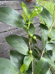 Cyclophyllum coprosmoides