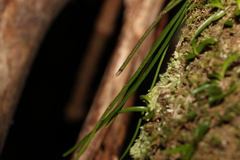 Dendrobium teretifolium