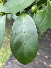 Cyclophyllum coprosmoides