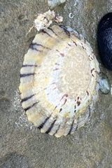 Cellana tramoserica