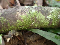 Frullania rostellata
