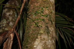 Dendrobium teretifolium
