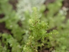 Frullania rostellata