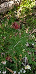 Grevillea microstegia