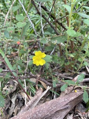 Hibbertia pilosa