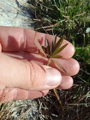 Trifolium lupinaster