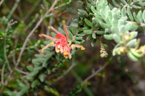 Alpine grevilliea (Grevillea alpina)