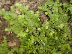 Frullania rostellata