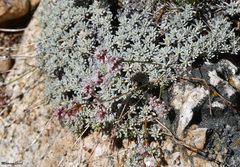 Eriogonum ovalifolium