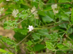 Acleisanthes longiflora