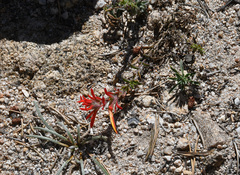 Castilleja applegatei