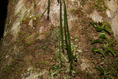 Dendrobium teretifolium