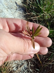 Trifolium lupinaster