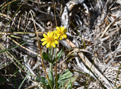 Arnica sororia