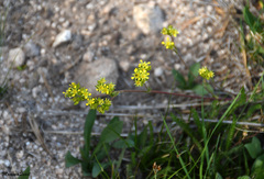 Ivesia campestris