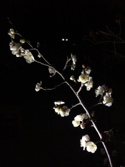Prunus limeixing