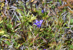 Gentianopsis holopetala