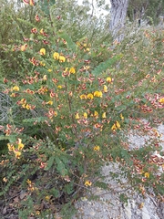 Bossiaea