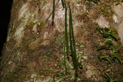 Dendrobium teretifolium