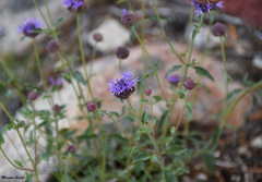 Monardella odoratissima