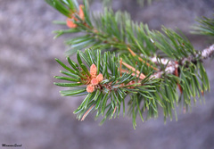Pinus balfouriana