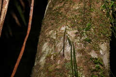 Dendrobium teretifolium