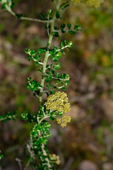 Ozothamnus obcordatus