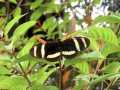 Heliconius pachinus