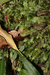 Cyathophorum bulbosum
