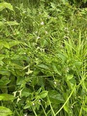 Elephantopus carolinianus