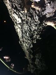 Prunus mume