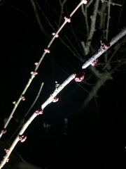Prunus triloba