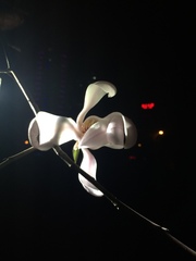 Magnolia