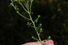 Ozothamnus obcordatus