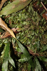 Cyathophorum bulbosum