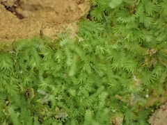 Lepidoziaceae